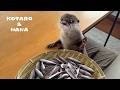 カワウソに豆アジ山盛りあげたらまさかの・・拒否！？　Will My Otters Say No to This Small Fish?
