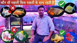 कौन सी मछली किस मछली के साथ रहती है, Arif momin, Pari fish Aquarium, Kurla fish Market