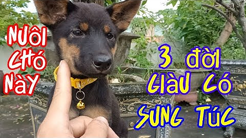 Bát Long Cẩu,Tứ Mục,4 mắt giá rẻ.đặc điểm chó khôn.