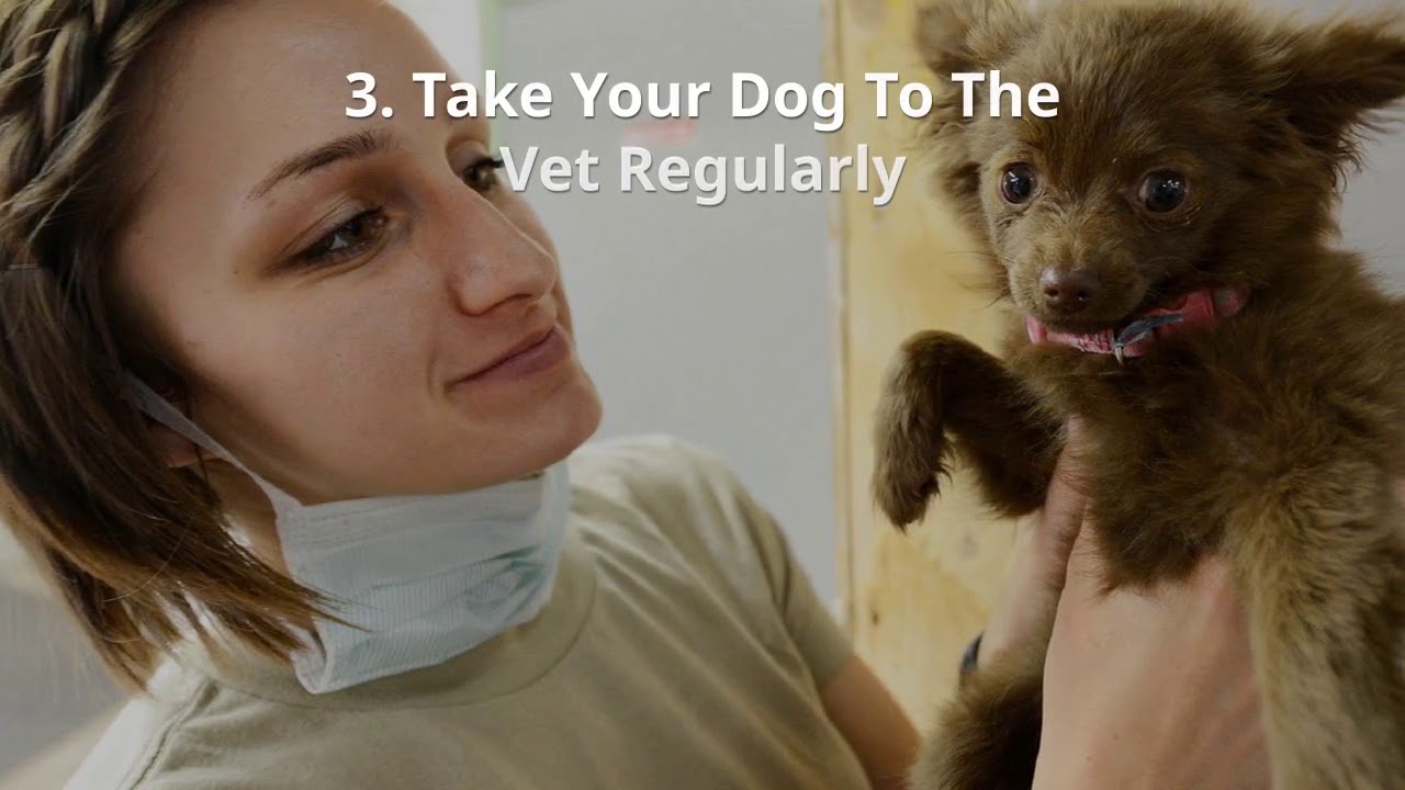 What are Simple Tips To Keep Your Dog Healthy YouTube