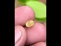 Yellow sapphire #gemstonehunting #diamond #naturalamethyst #gemstone #ratnapura #jewelry