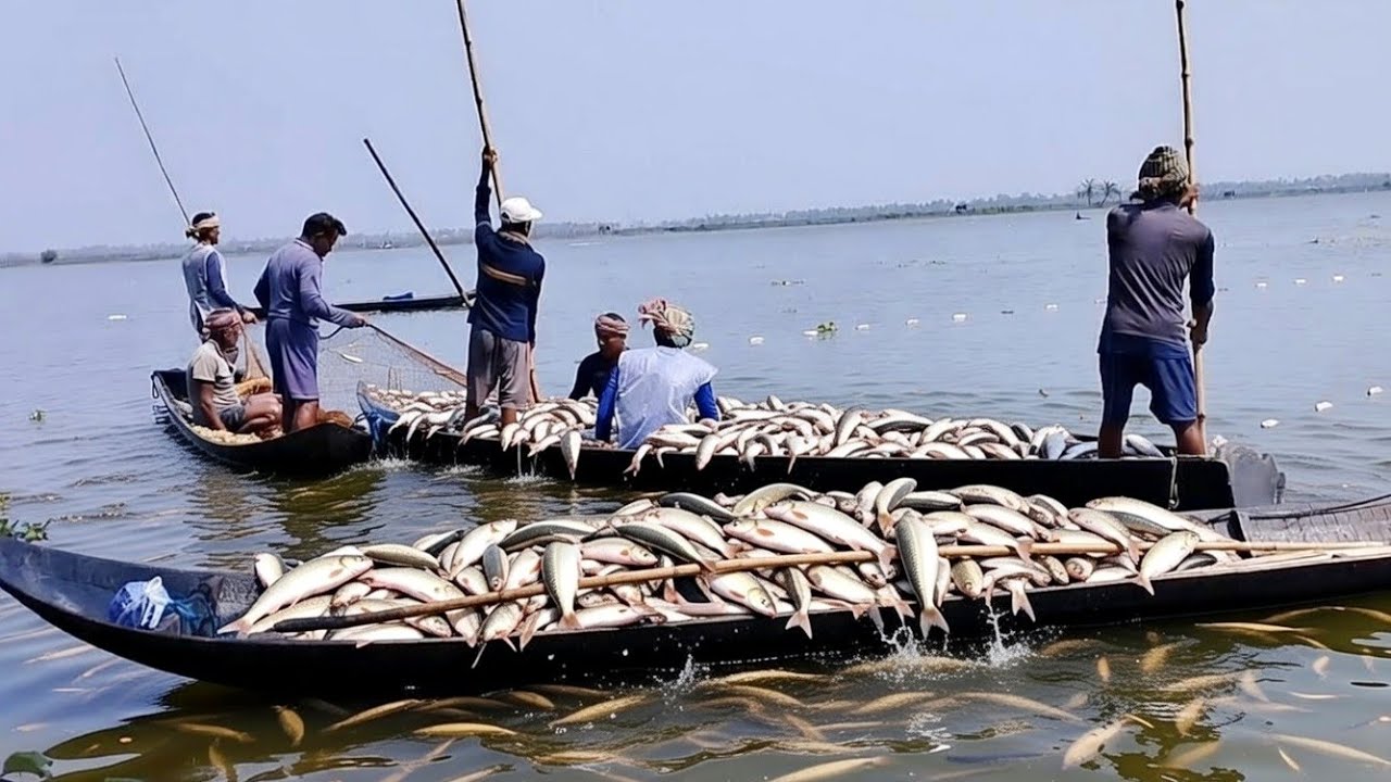 Fishing in Kuldanga Beel | Fishing Tips | Fishing Techniques | Fishing Challenge | fishing | fish