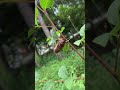 セミの幼虫動く #Short