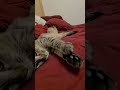 #cat #animal