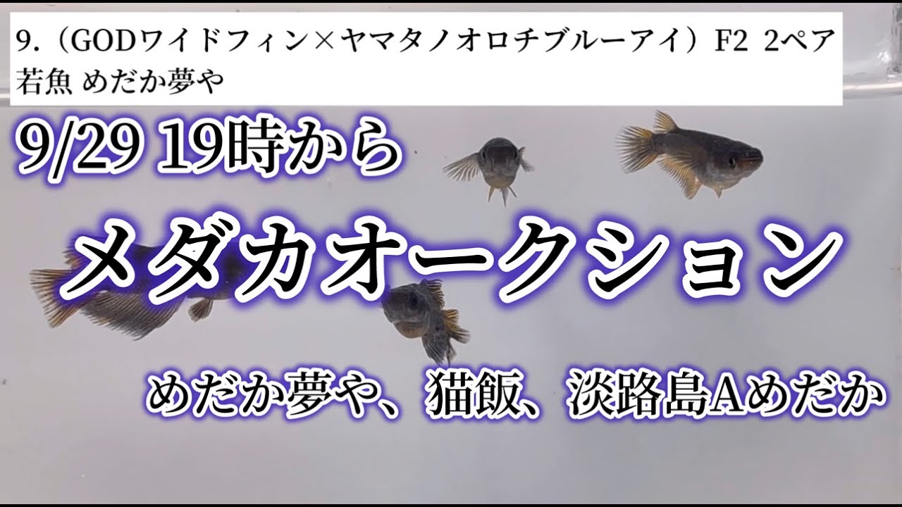 9/29 メダカオークション - YouTube