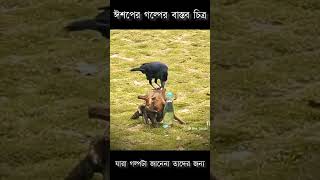 ঈশপের গল্পের বাস্তব চিত্র || ঈশপের গল্প || কাক ও কলসি