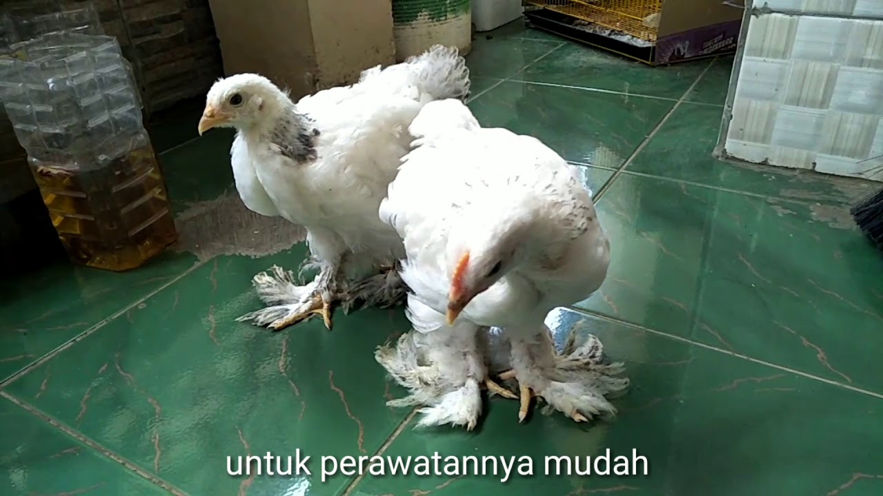 Anak ayam brahma 