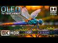 8K HDR Dolby Vision OLED Experience ✨ | Ultra HD 120FPS for 8K &amp; 4K TVs
