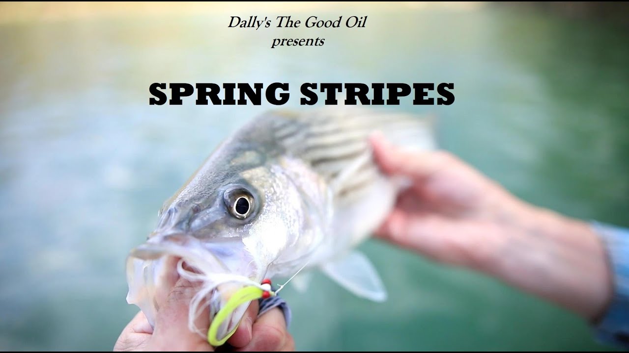 FLY FISHING FOR INLAND STRIPERS – The Ozark Fly Fisher Journal