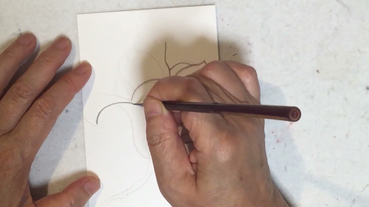 白もくれん 墨線描き Youtube