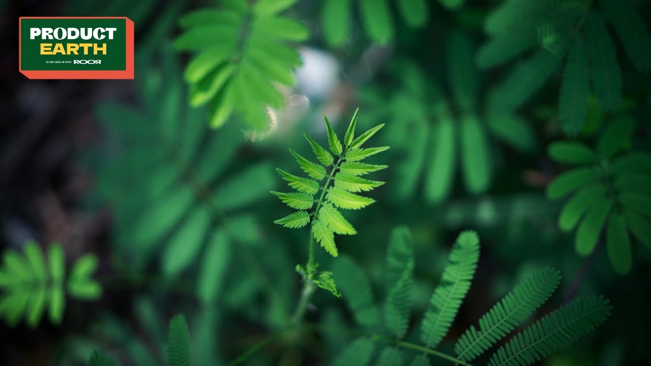 Orange County CBD - Product Earth 2022 - Vlog