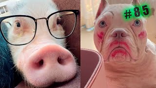 Funny animal videos cats and Dogs 🤣Try not to laugh Challenge! №85