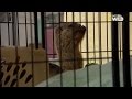 Nourrir les marmottes nest pas facile 