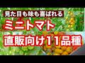 【ミニトマトの直販】20品種以上育てて選んだ！僕がこの11品種を作る理由