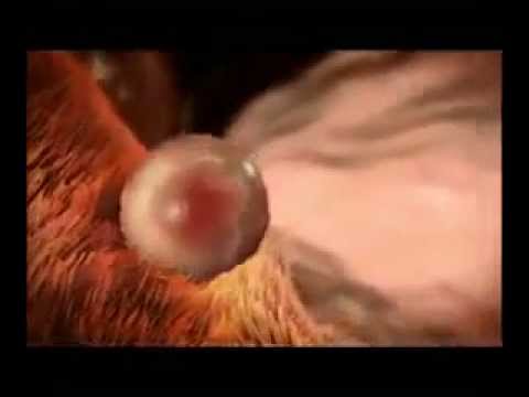 Vidéo: Différence Entre La Fertilisation Et L'implantation