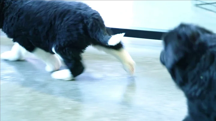 Michael Garber's Newfy Puppies