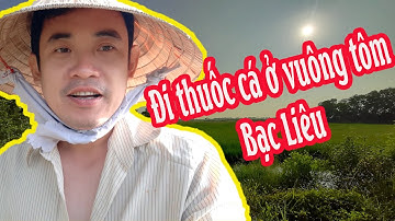 Thuốc cá vuông tôm, bắt cá mỏi tay!