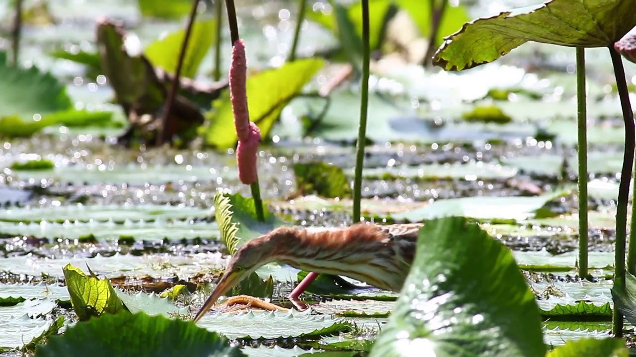 Yellow Bittern Vs Fish.