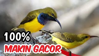 langsung Ngunci Masteran Sogon  Tembakan  Juara Nasional