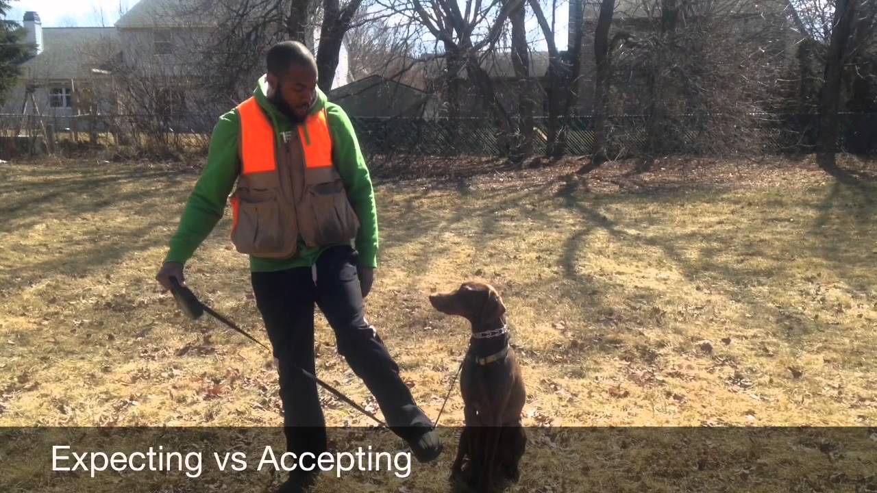 Food vs Relationship Training | Majors Academy Dog Training and Rehabilitation