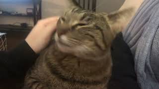 Cat becomes a jolly toddler from pets and ear flaps