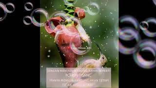 Armada - Hargai Aku ( story wa )