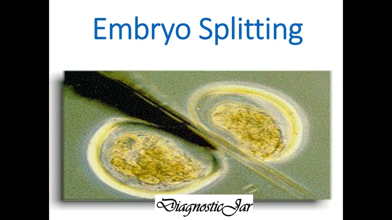 Embryo Splitting | Complete Lecture | MBBS | DVM | DiagnosticJar