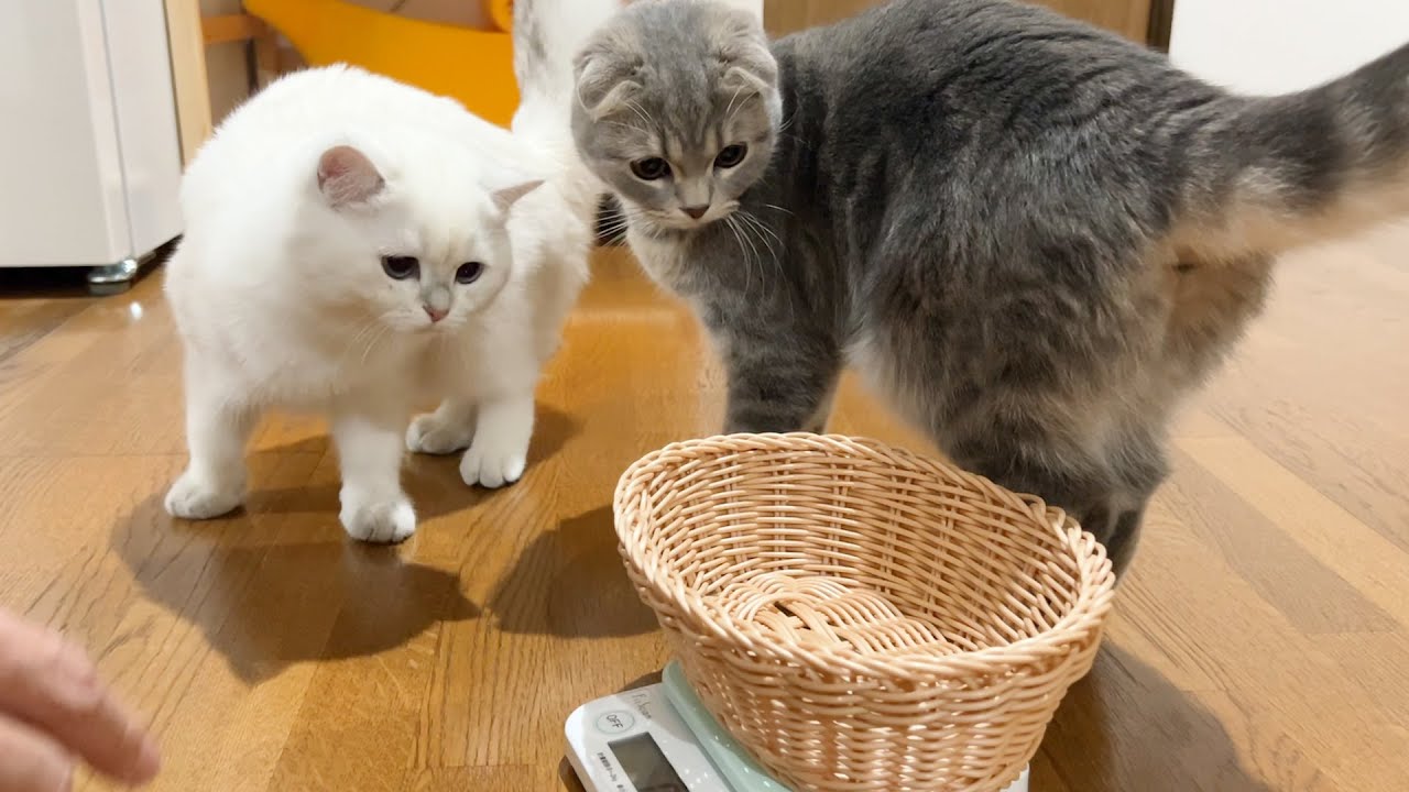 Weighing kittens after a long time was a series of accidents. YouTube