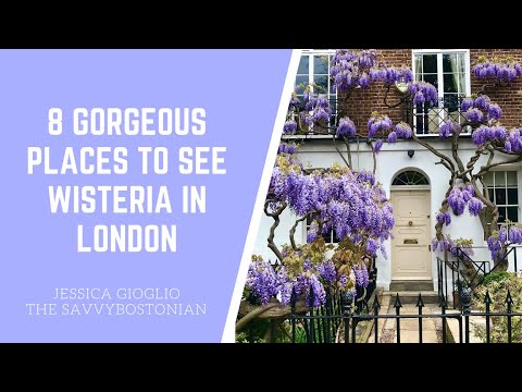 Video: Wisteria-bloei In Londen