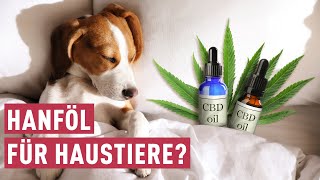 Hanföl für Haustiere: Was bringt CBD bei Tieren? | maintower by Hessischer Rundfunk 1,333 views 12 days ago 5 minutes, 14 seconds