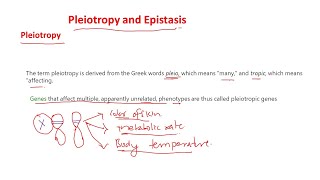 Pleiotropy and epistasis