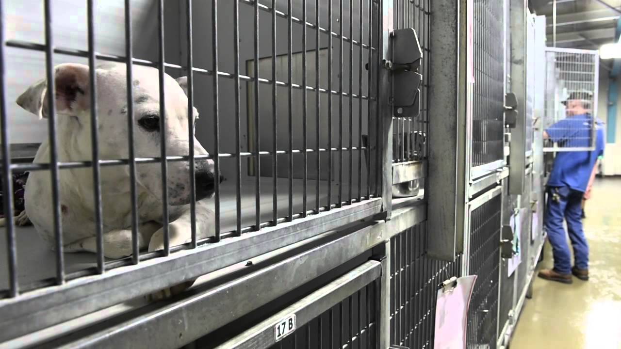 Record number of pets overwhelms Kansas City's animal shelter YouTube