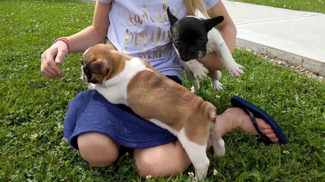 23+ French Bulldog Puppies Ohio Rescue
