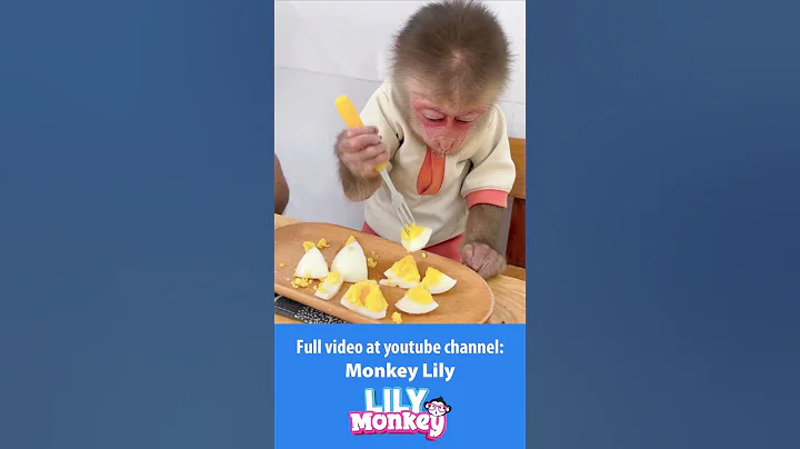 Lily helps dad take care of chickens P5 #monkey #shorts #short