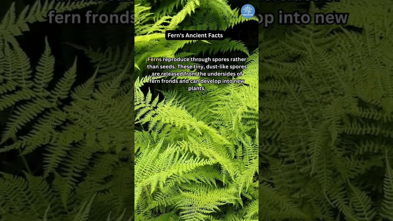 Fern's Ancient Reproduction 