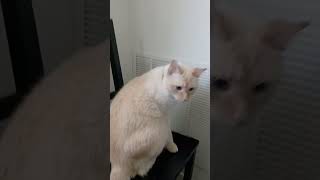 What did he do??? #cat #catlover #catshorts #catvideo #introuble #trouble #funnycat