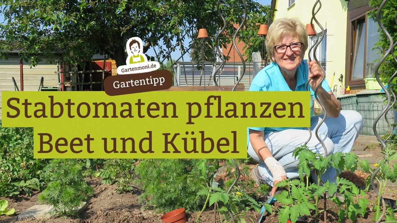 Tomatenpflanzen entblättern - Darum entferne ich jetzt diese Blätter bei meinen Tomaten schneiden