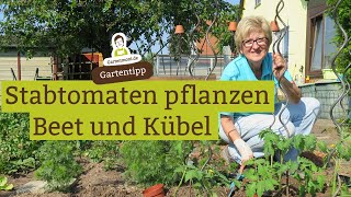 Tomaten ins Freie pflanzen - Stabtomaten in Beete und Kbel pflanzen,  Dngen mit Brennesseln