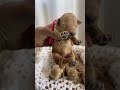 F1b Mini Goldendoodles - Meet The Pups