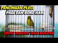 PANCINGAN PLECI PAGI DAN SORE HARI , BIKIN CEPAT NGOTOT DAN BUKPAR