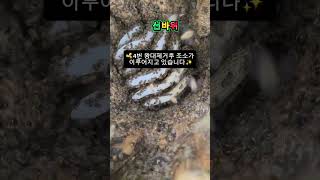 🐝토종벌 손주분봉(왕대4번제거후)✨️