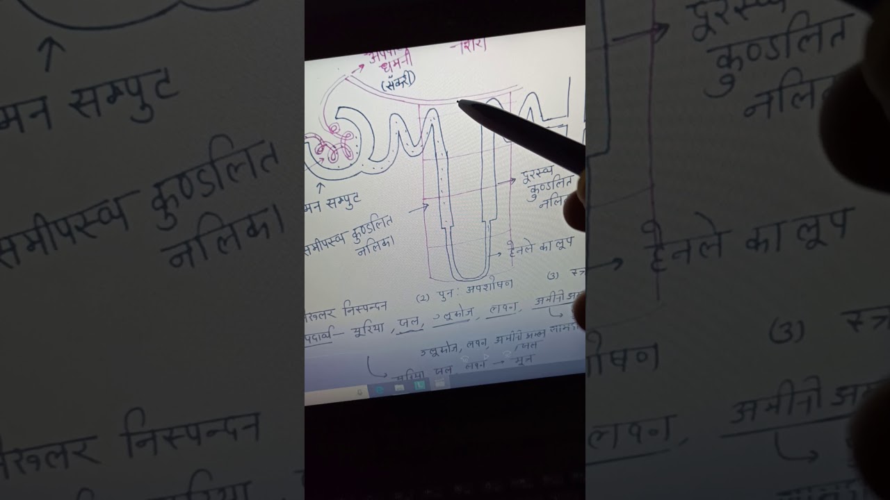 mechanism of urine formation youtube mechanism of urine formation flow chart