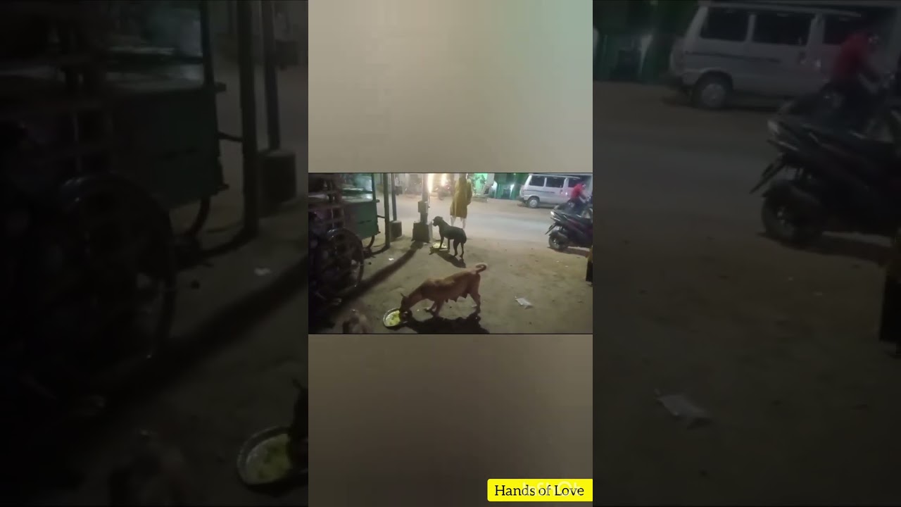 stray dog feeding program 