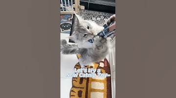🐾Watch this Kitty try a new Catnip Toy🐾 #mainecoon #cat #shorts