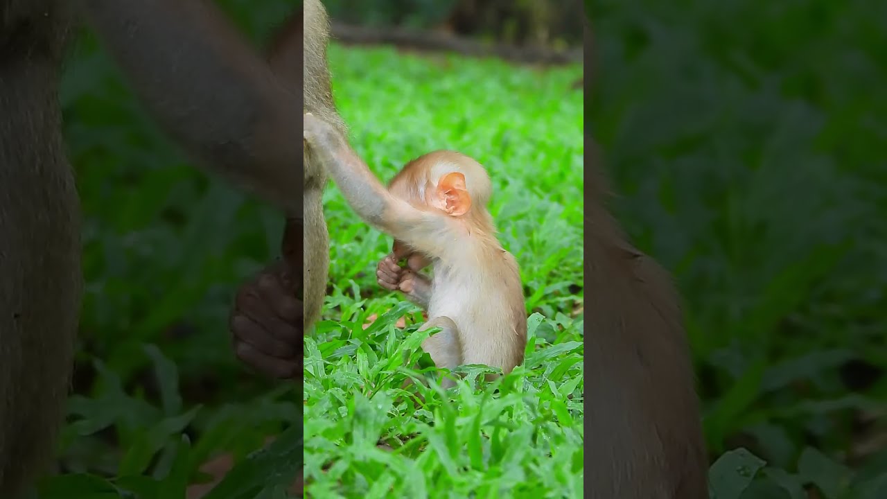 A Tearful Goodbye Hopeful Beginning 29 Shots Cute Monkeybihaviors