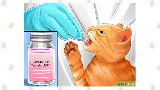Caring for your Cat: Anxiety Medications by Realm of the Cat 1 view 2 years ago 8 minutes, 50 seconds