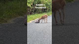 Bambi And Thumper In Real Life