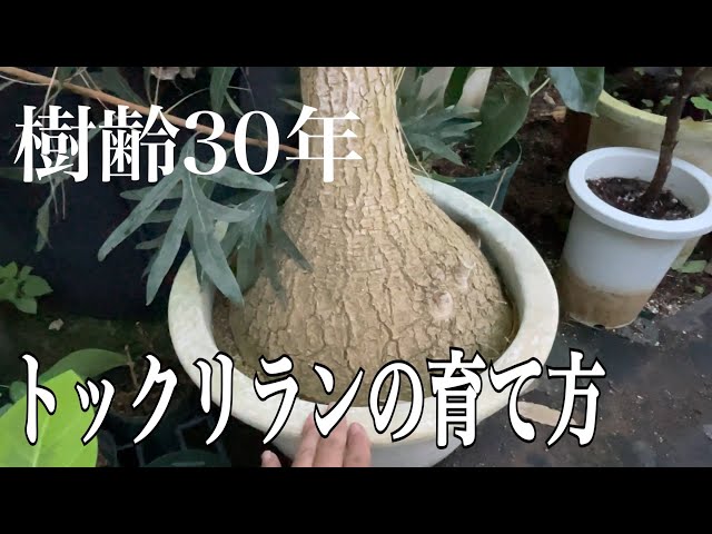 30年もののトックリラン。譲り受けるのが怖いけど、どー育てる