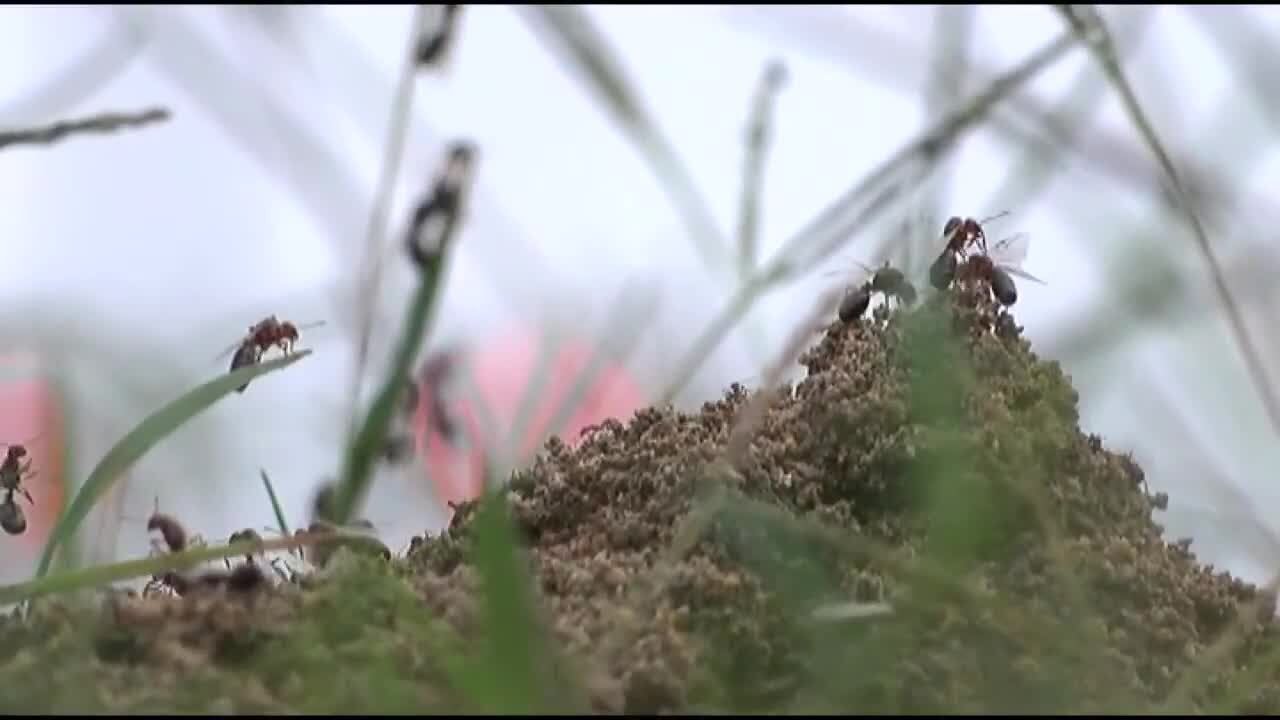 East Texans battle insect home invasions as warm weather increases activity