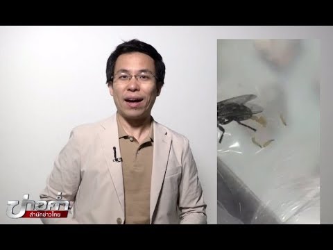 วีดีโอ: แมลงวัน Hessian ที่เป็นอันตราย